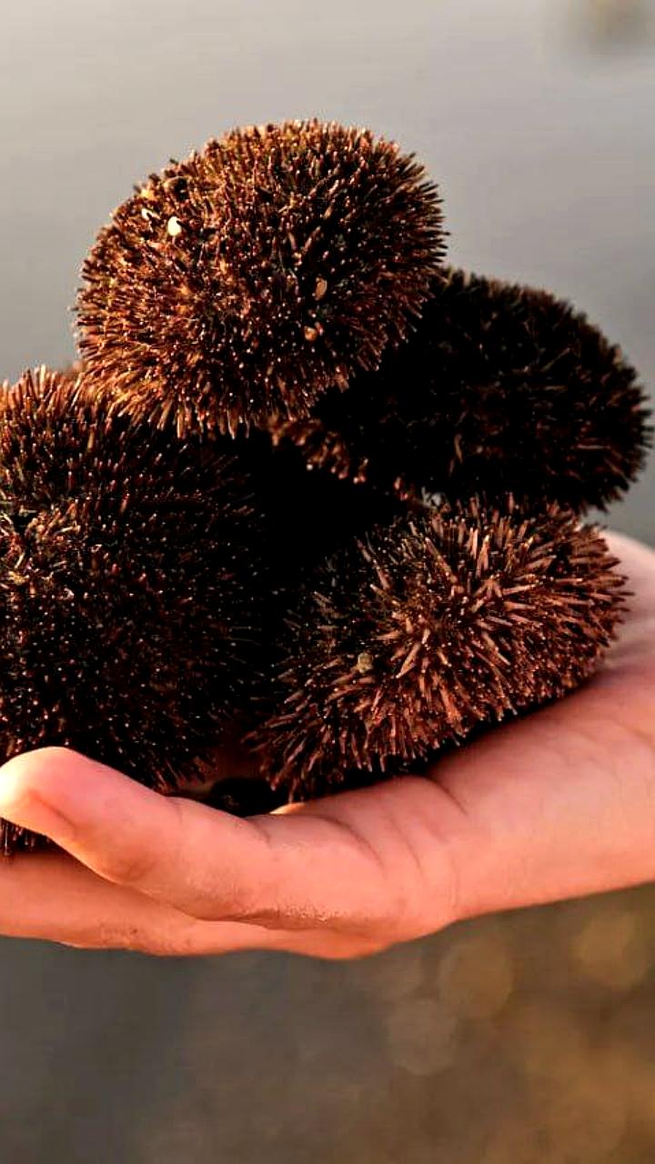 Россия достигла рекорда по экспорту морских ежей в Японию