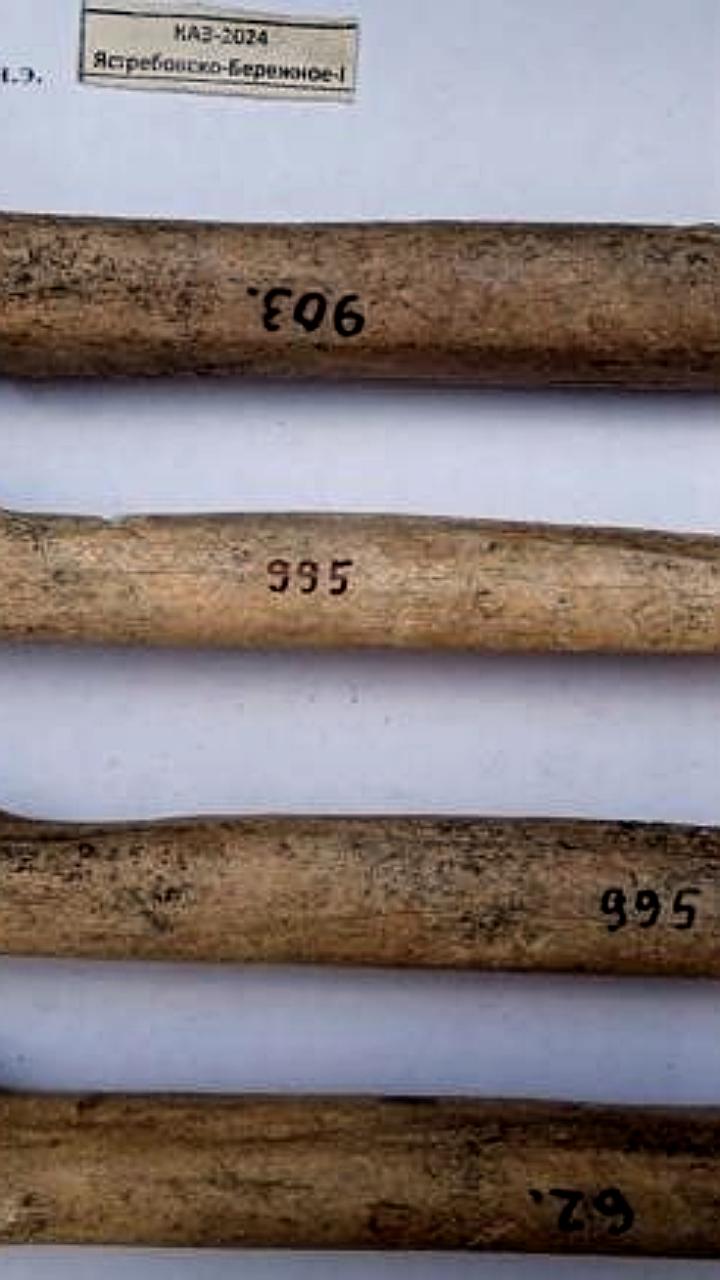 Археологи Кубани обнаружили античные коньки для переправы через Керченский пролив