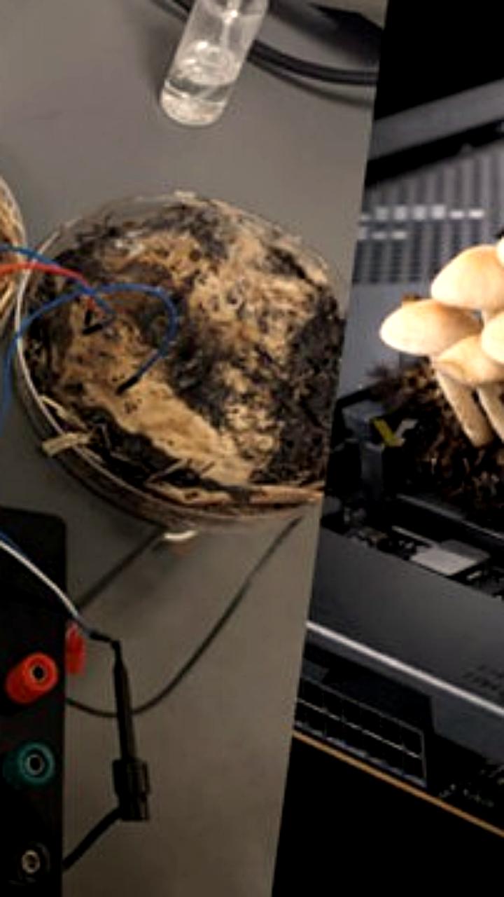 Ученые из Огайо создают биочипы на основе мицелия грибов