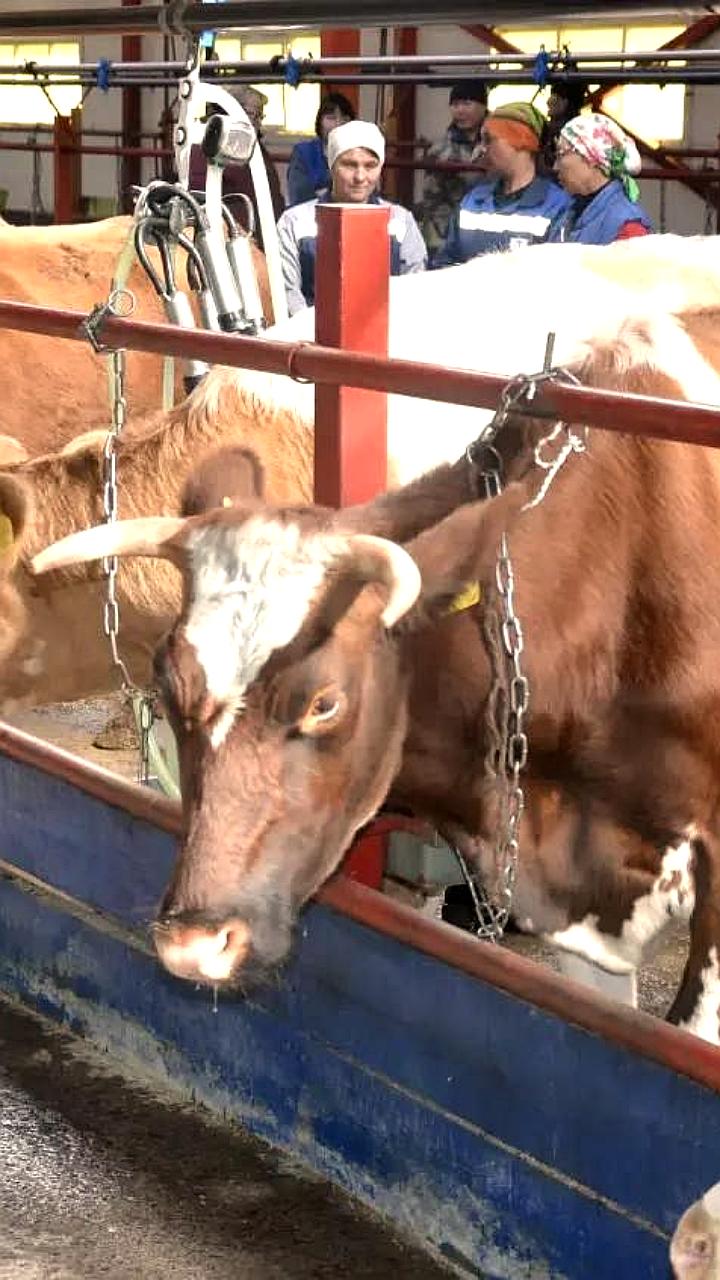 Карантин по бешенству и пастереллёзу введён в Кошкинском и Онгудайском районах