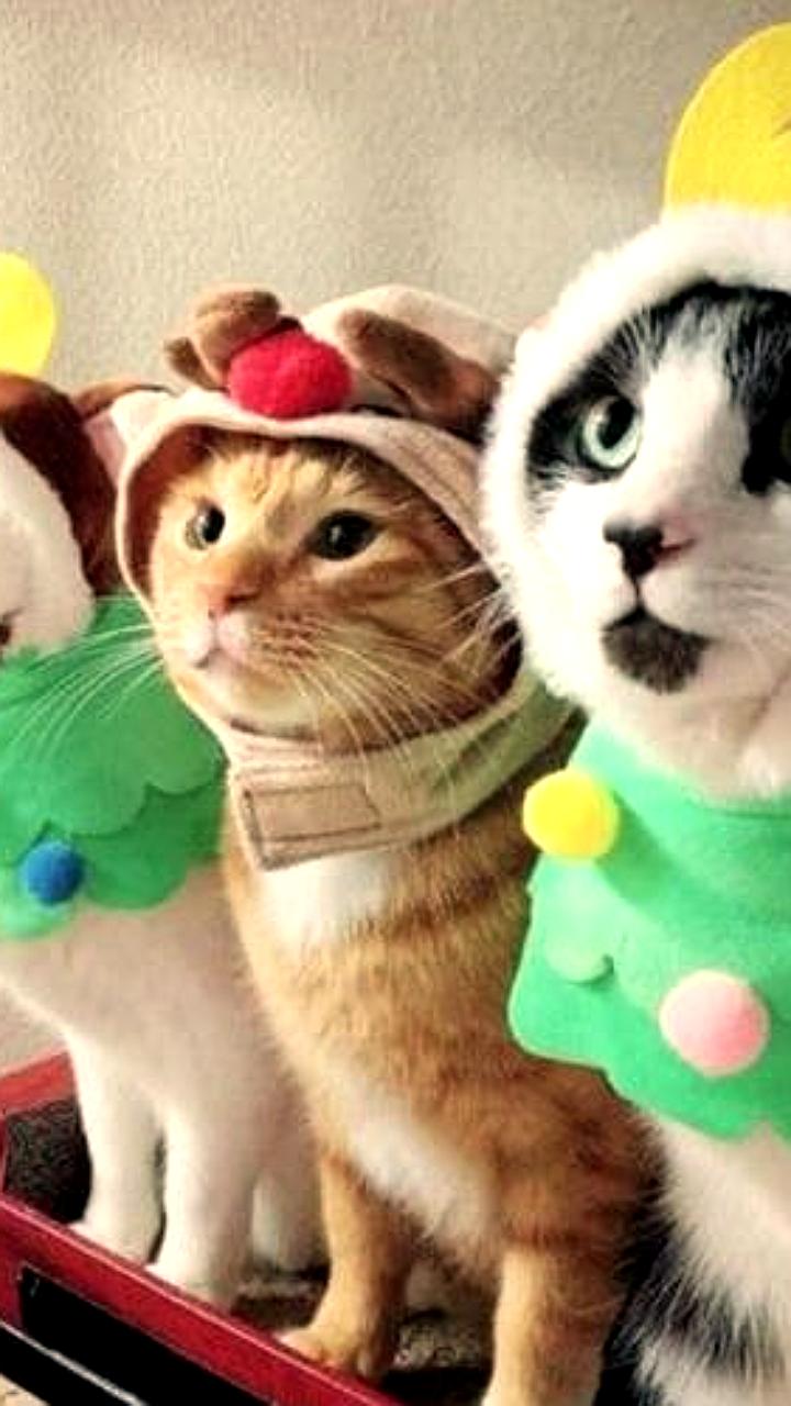 Эксперт рекомендует встречать Новый год 2026 в огненных цветах