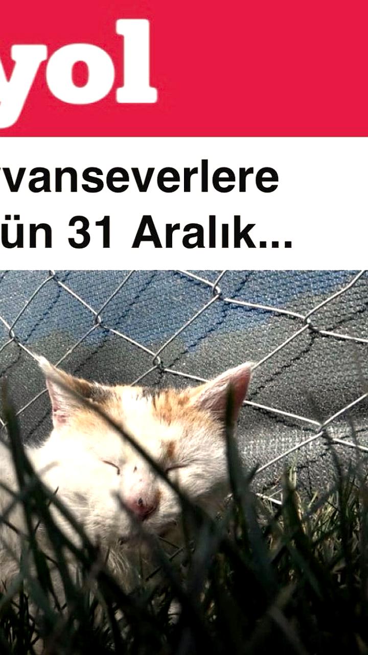 В Турции владельцы домашних животных обязаны микрочипировать питомцев до конца года, иначе грозят штрафы