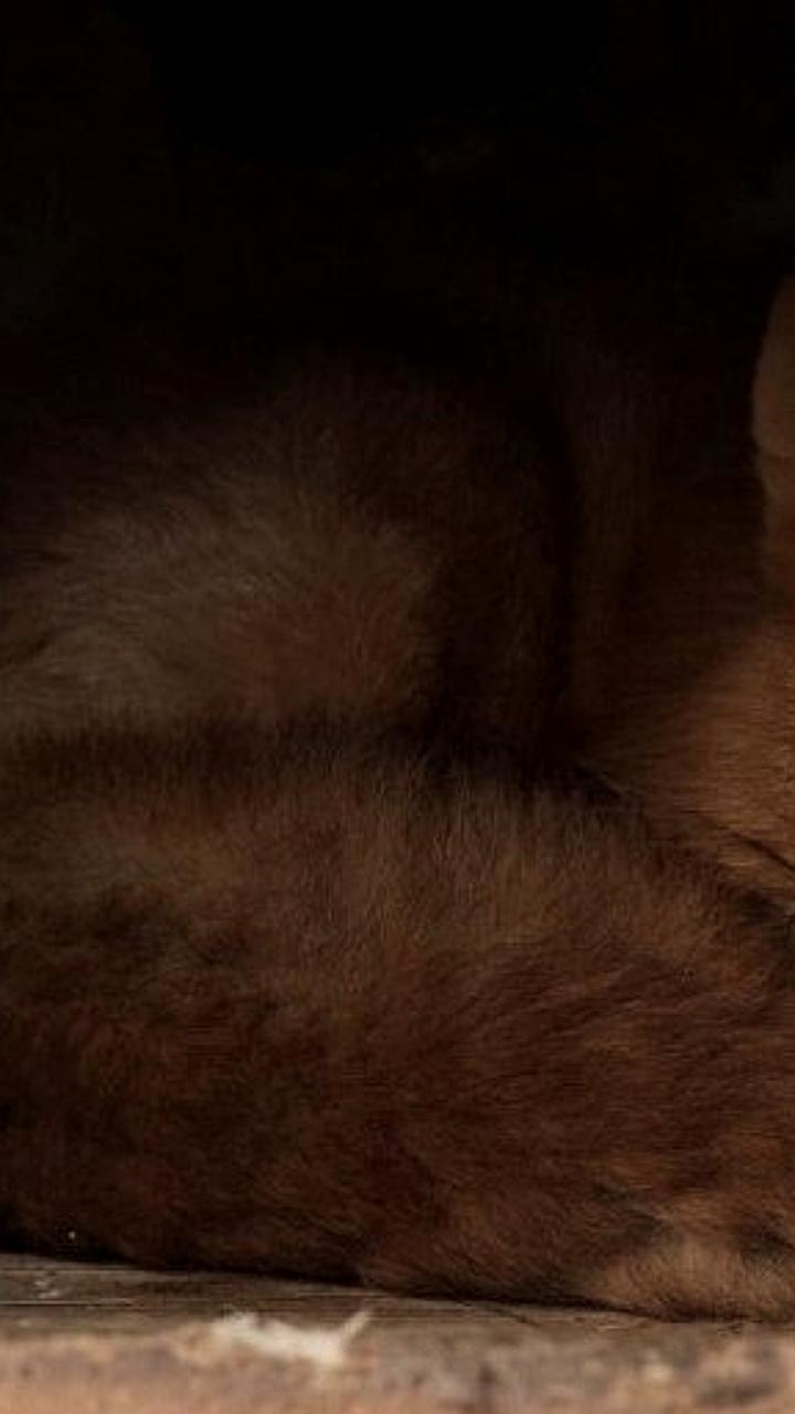 Адвокатская палата Камчатского края взяла под опеку лисицу из Елизовского зоопарка