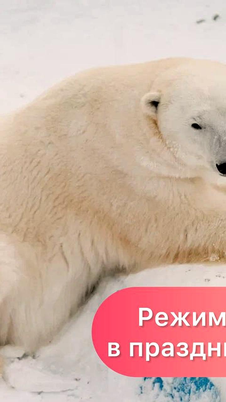 Зоопарки Воронежа и Челябинска изменяют график работы в новогодние каникулы