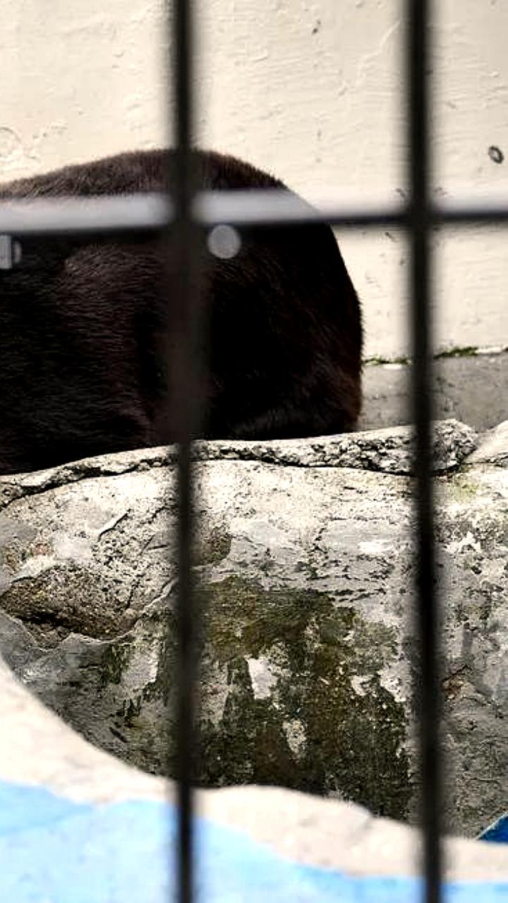 Медведи из Московского и Казанского зоопарков впали в зимнюю спячку