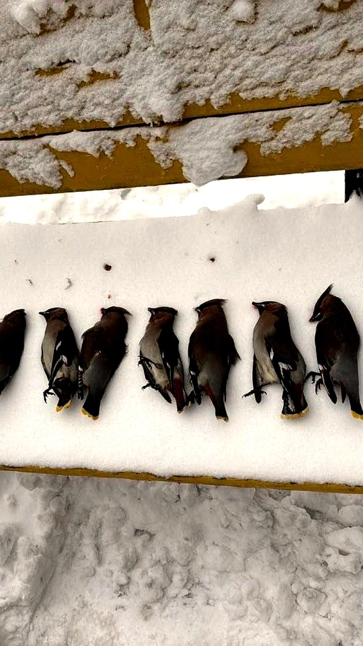 Свиристели в Одинцово: птицы на скамейке из-за бродящих ягод