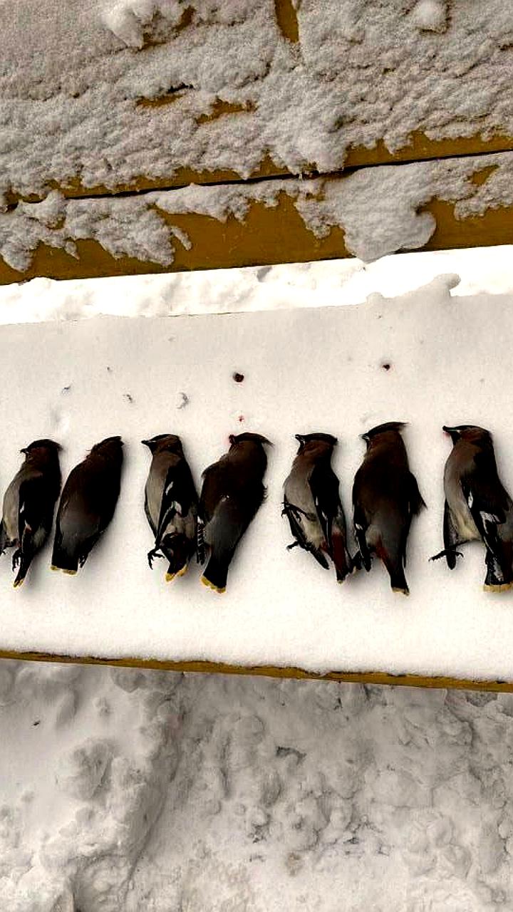 Житель Ногинска спас свиристелей, упавших в бессознательное состояние