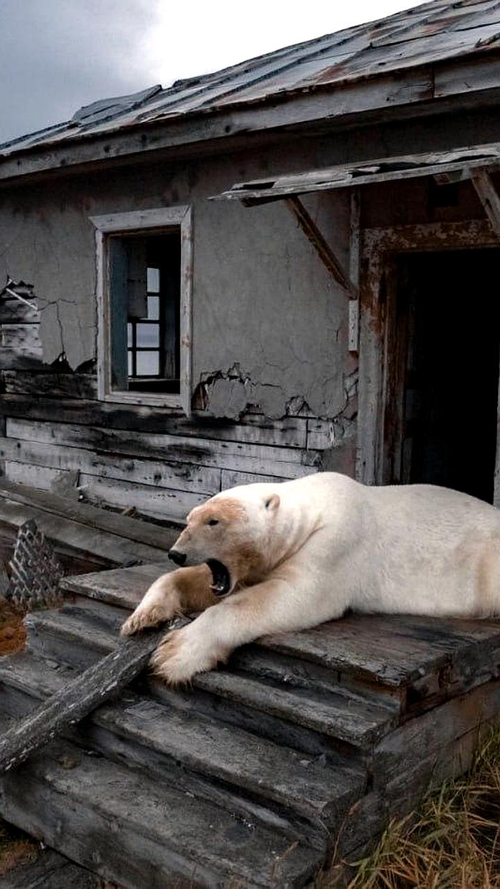 Фотография Вадима Махорова с белым медведем на Чукотке вошла в подборку Guardian