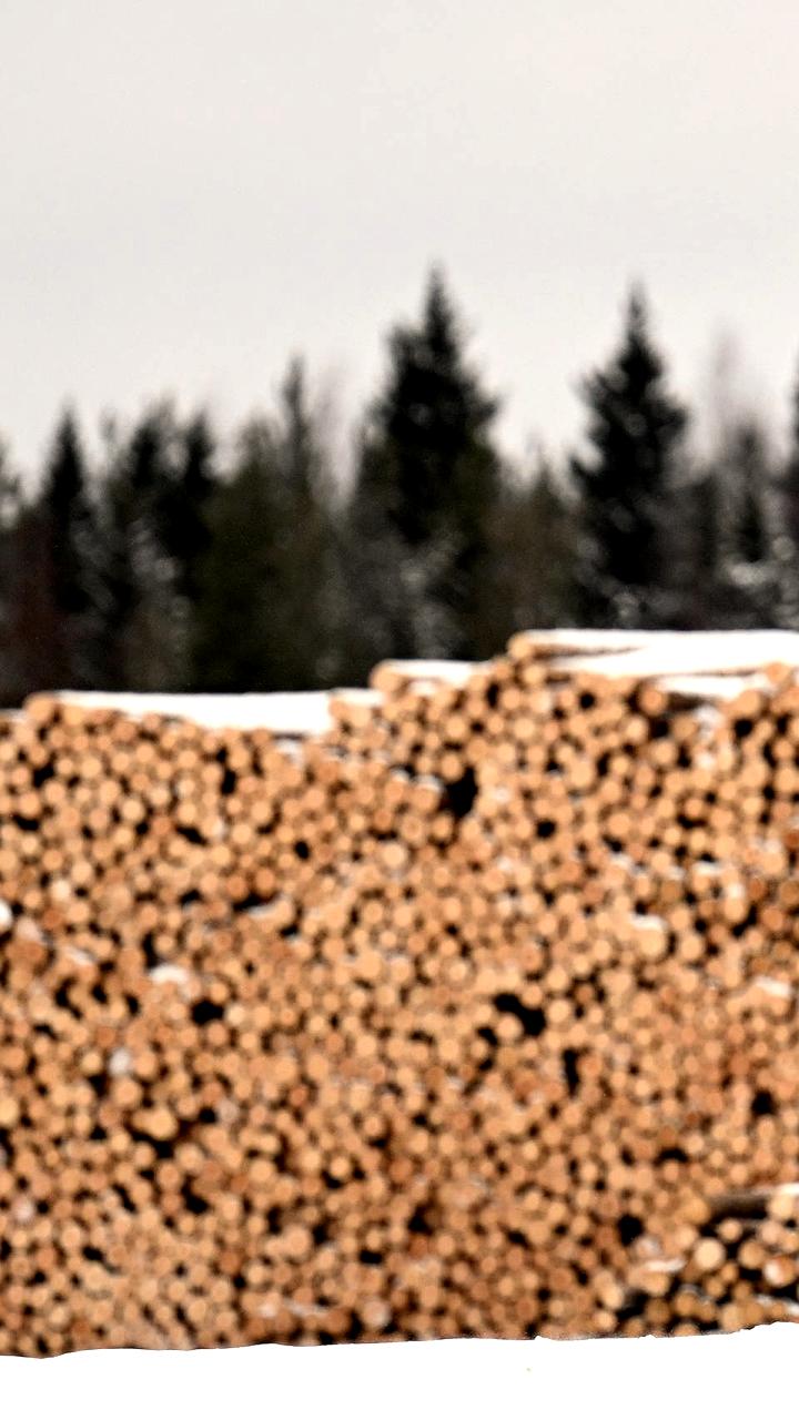 Россия продлевает ограничения на вывоз лесоматериалов до 2028 года