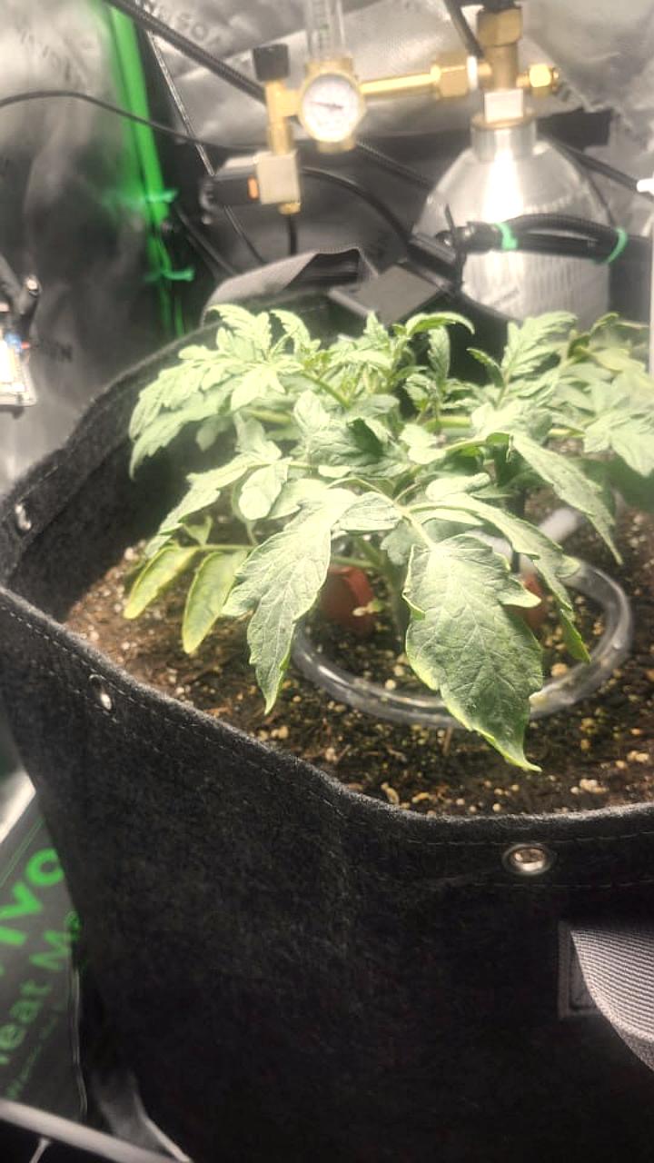 Claude использует ИИ для выращивания томатов в автономной теплице