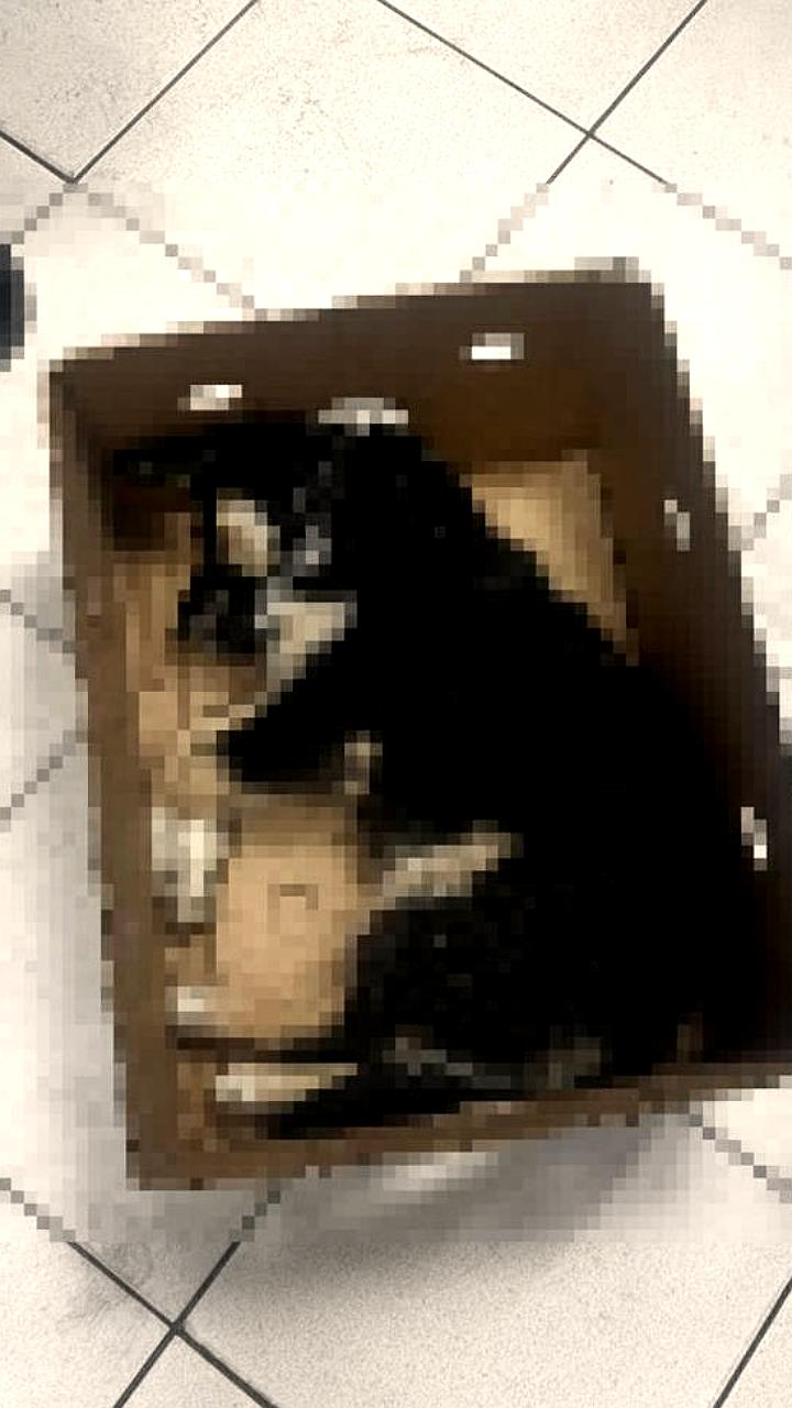 Во Владивостоке возбуждено уголовное дело после гибели собаки, выброшенной с 4 этажа