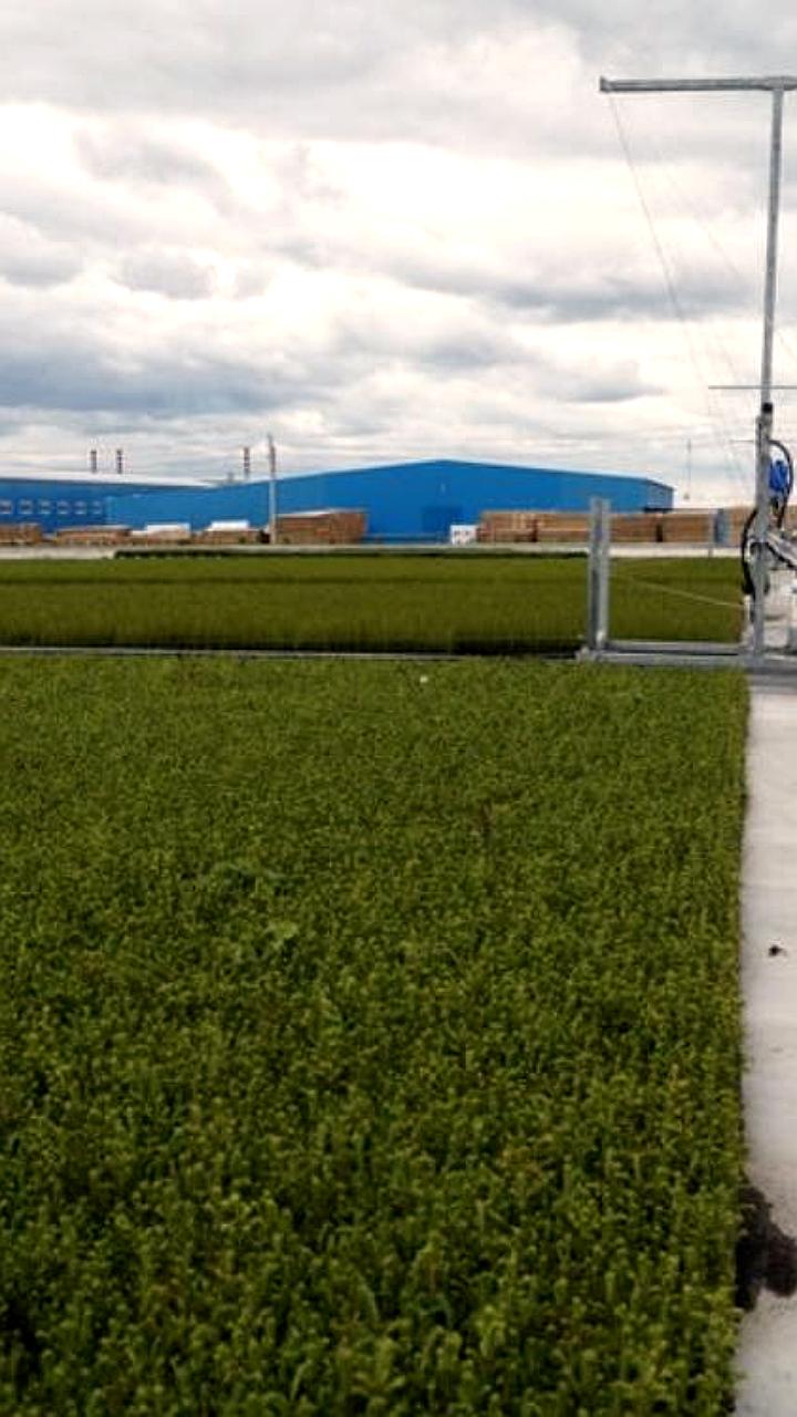 Свердловская область перевыполнила план по восстановлению лесов на 1000 гектаров в 2025 году