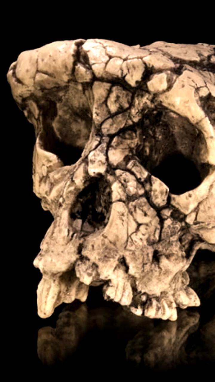 Ученые подтверждают прямохождение древних приматов Sahelanthropus tchadensis