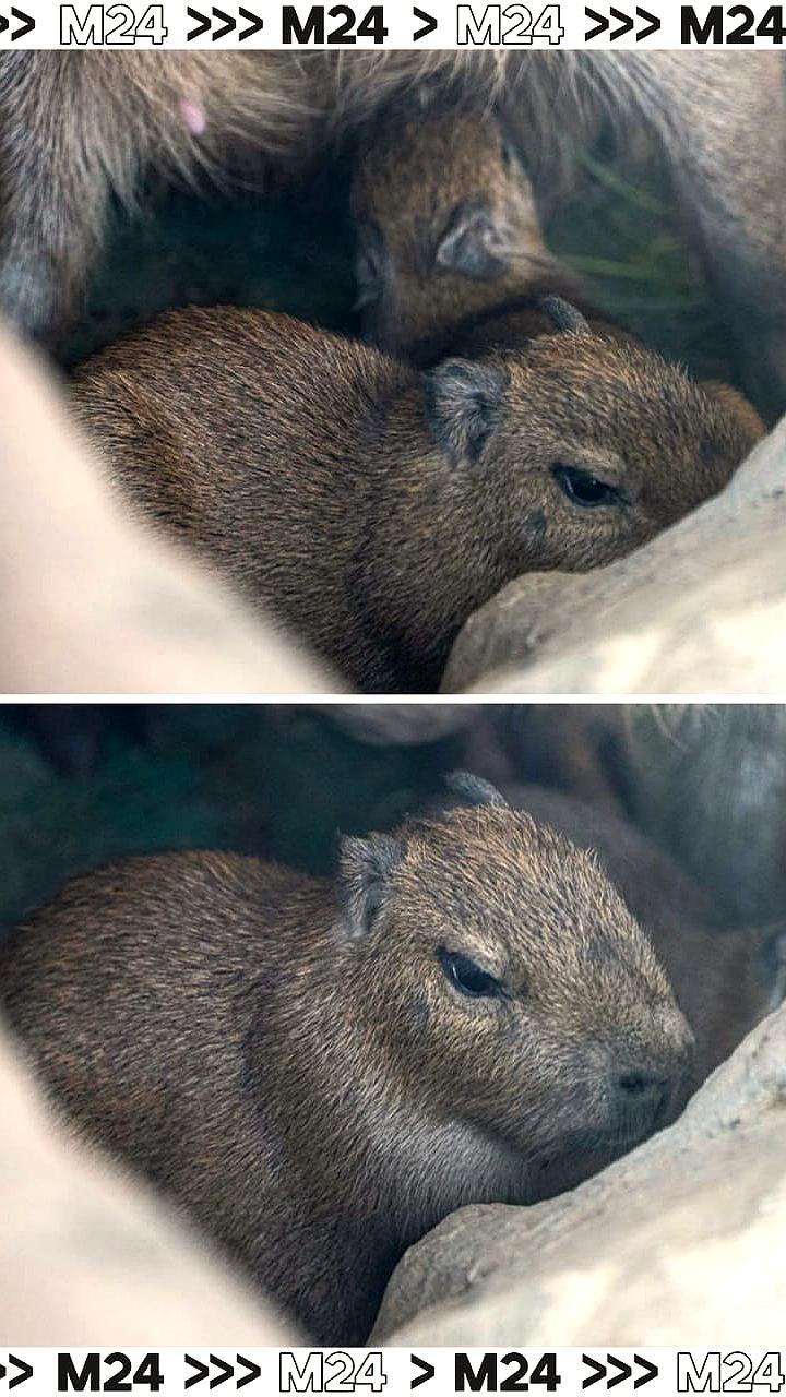 В Московском зоопарке представили детенышей капибары Симку и Верту
