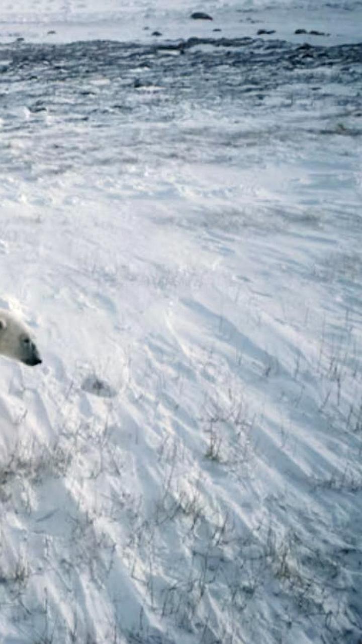 Белый медведь напал на семью рыбаков в Красноярском крае