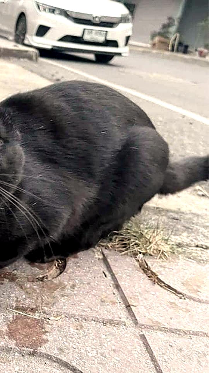 Исследование: Кошки чаще мяукают на мужчин из-за отчаяния