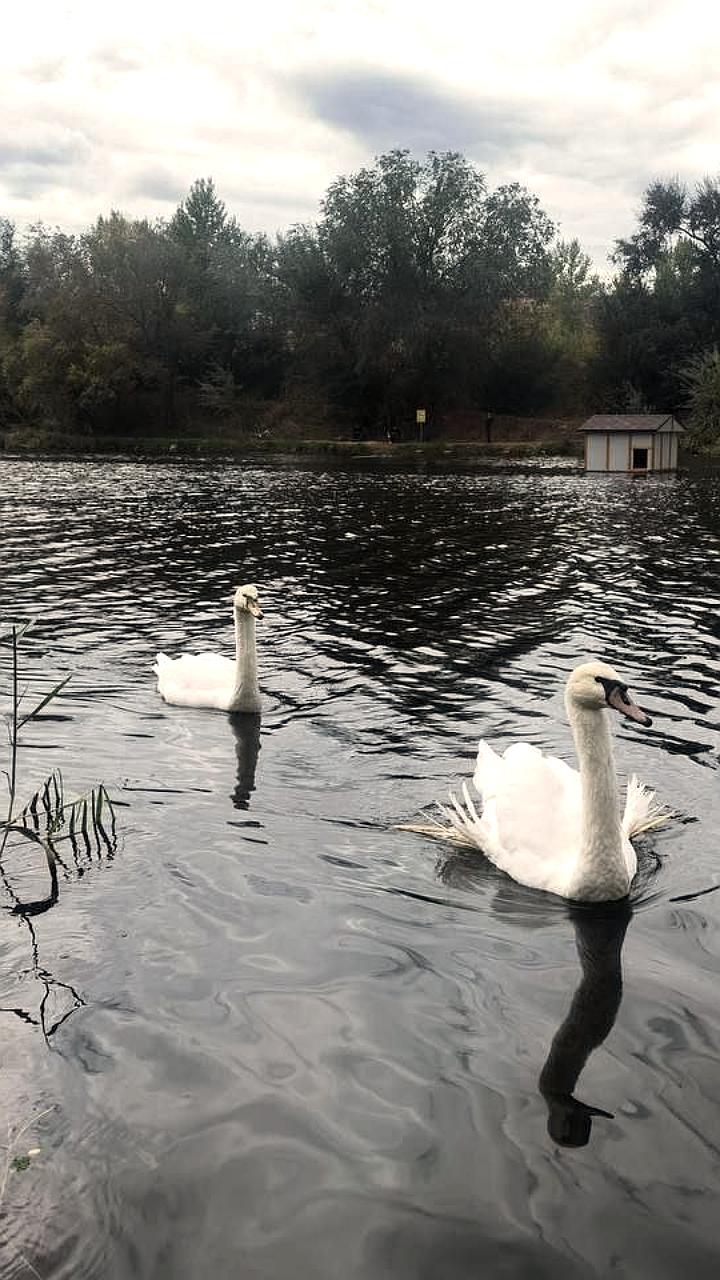 Лебеди из Саратовской области отправлены в Анапу для реабилитации