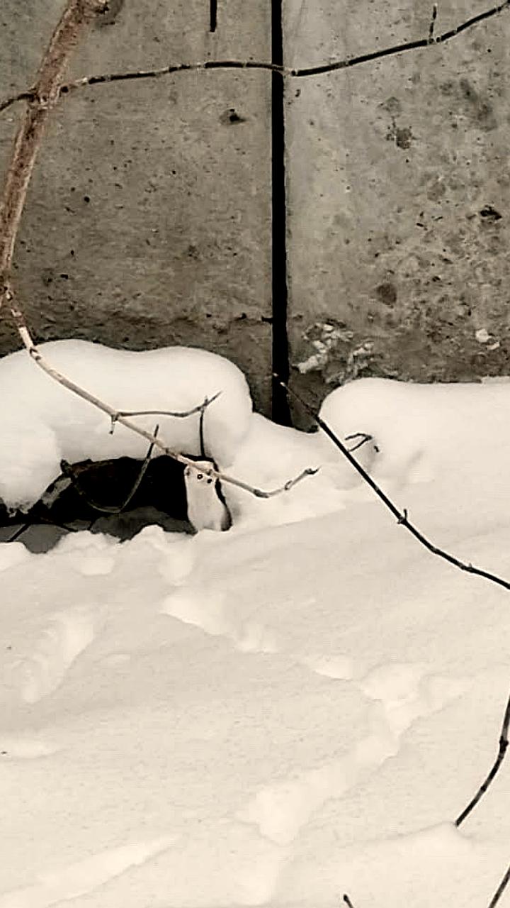 Зимние встречи с дикой природой в московских парках