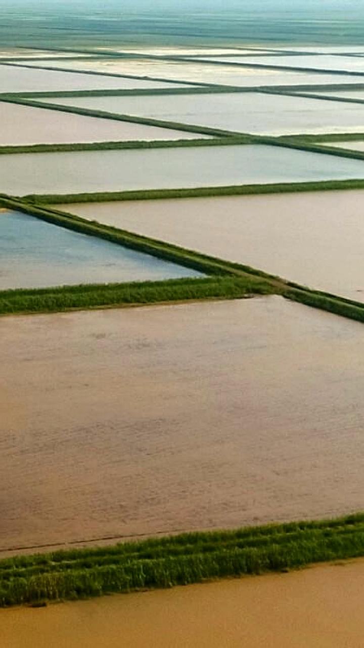 Китайские ученые разработали гибридный рис, способный удвоить мировое производство