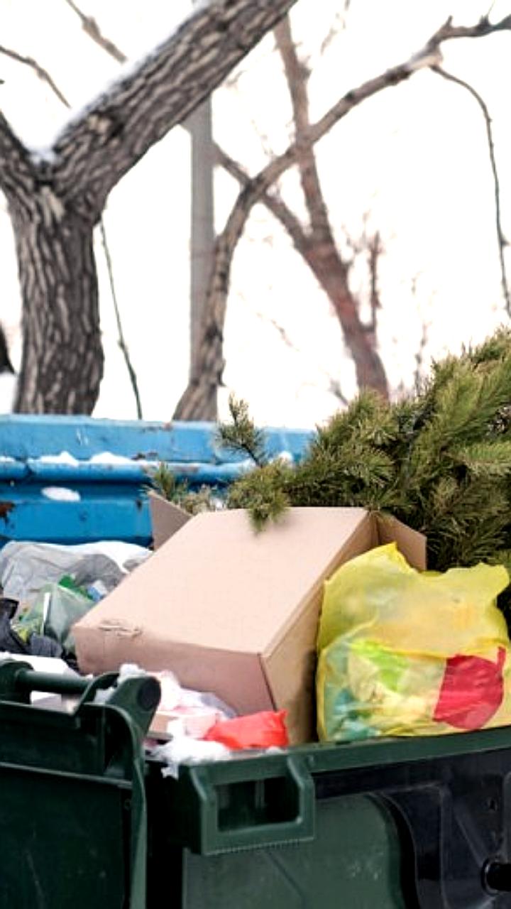 Штрафы за неправильную утилизацию новогодних елок в ЯНАО