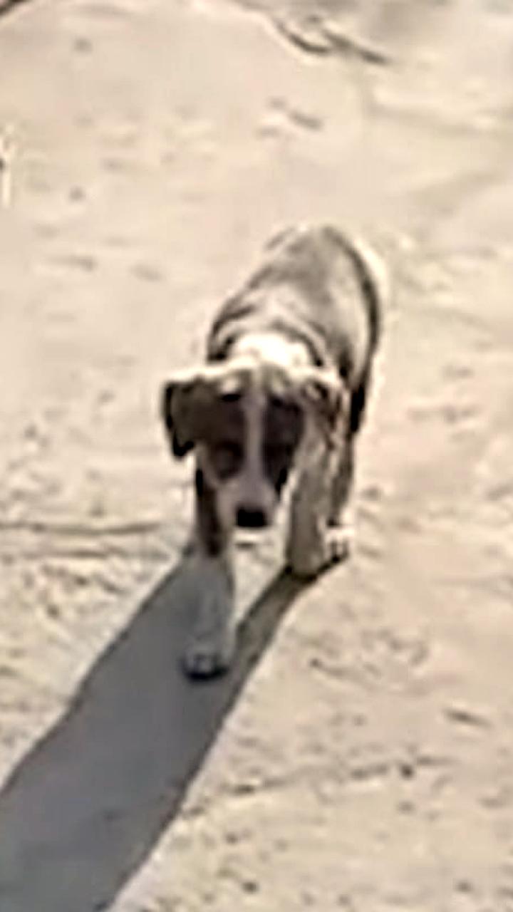 В Ташкентской области задержан мужчина за жестокое обращение с собакой