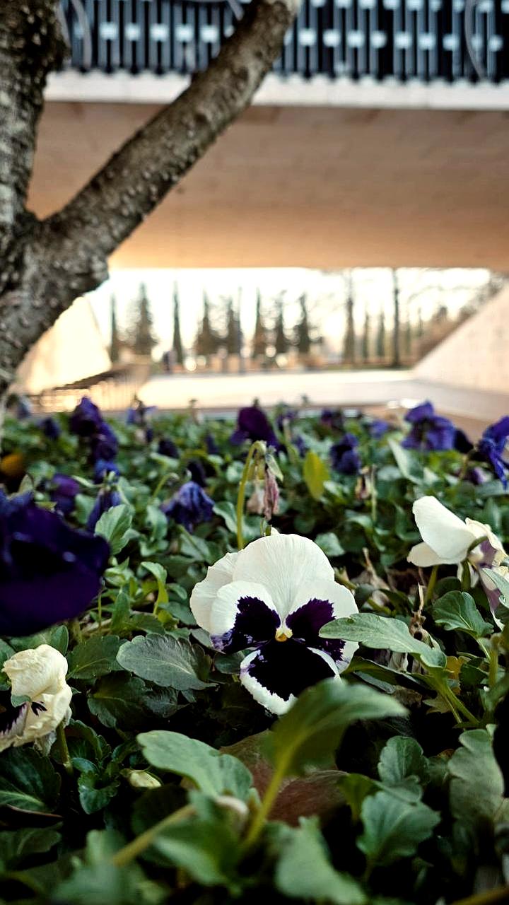 Рекорды температуры января зафиксированы во Владикавказе и Краснодаре