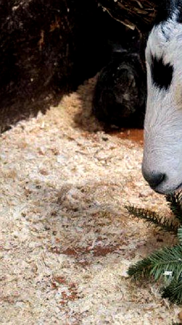 Сибирский зоопарк принимает новогодние ёлки для животных в Иркутске и посёлке Никола