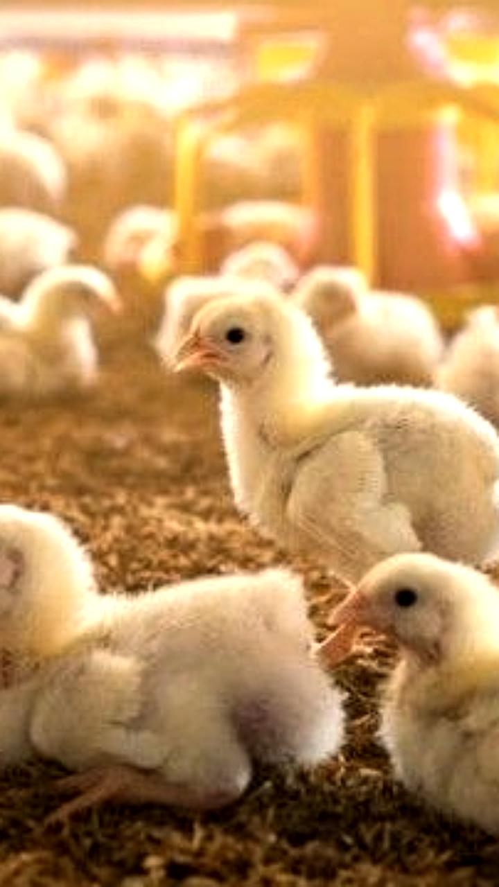 ANSA приостановила импорт комбикормов после обнаружения метронидазола на молдавской птицеферме