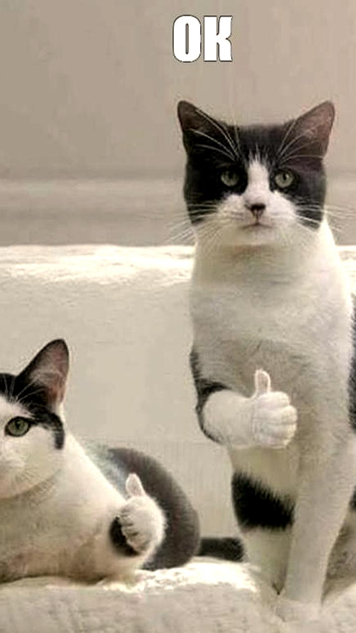 Слово 'ок' признано самым популярным в русском языке