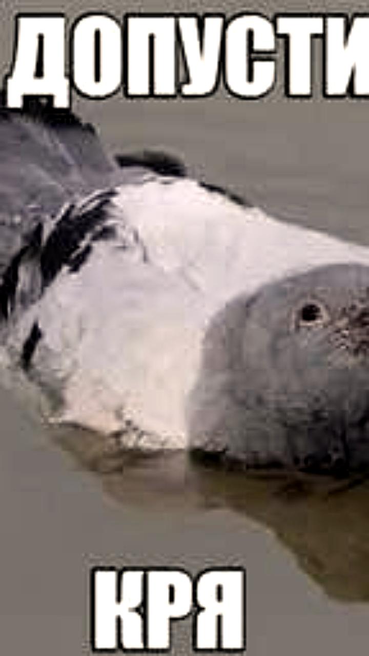 В Мадриде закрыли ресторан за подачу уличных голубей вместо утки