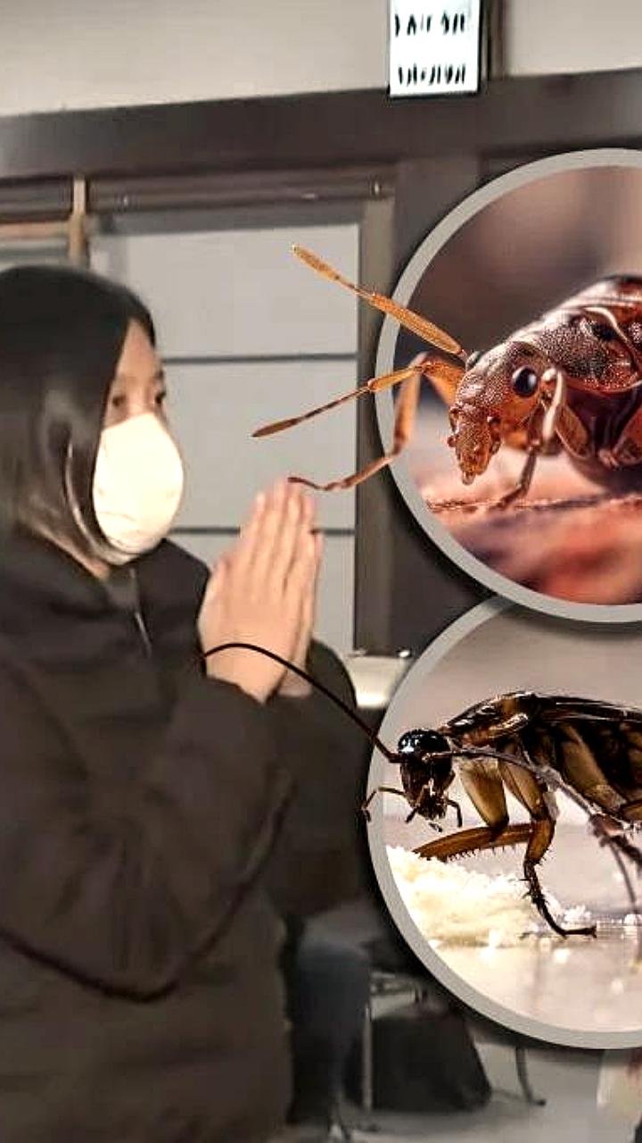 Японская компания Earth Corporation проводит церемонию в память о погибших насекомых