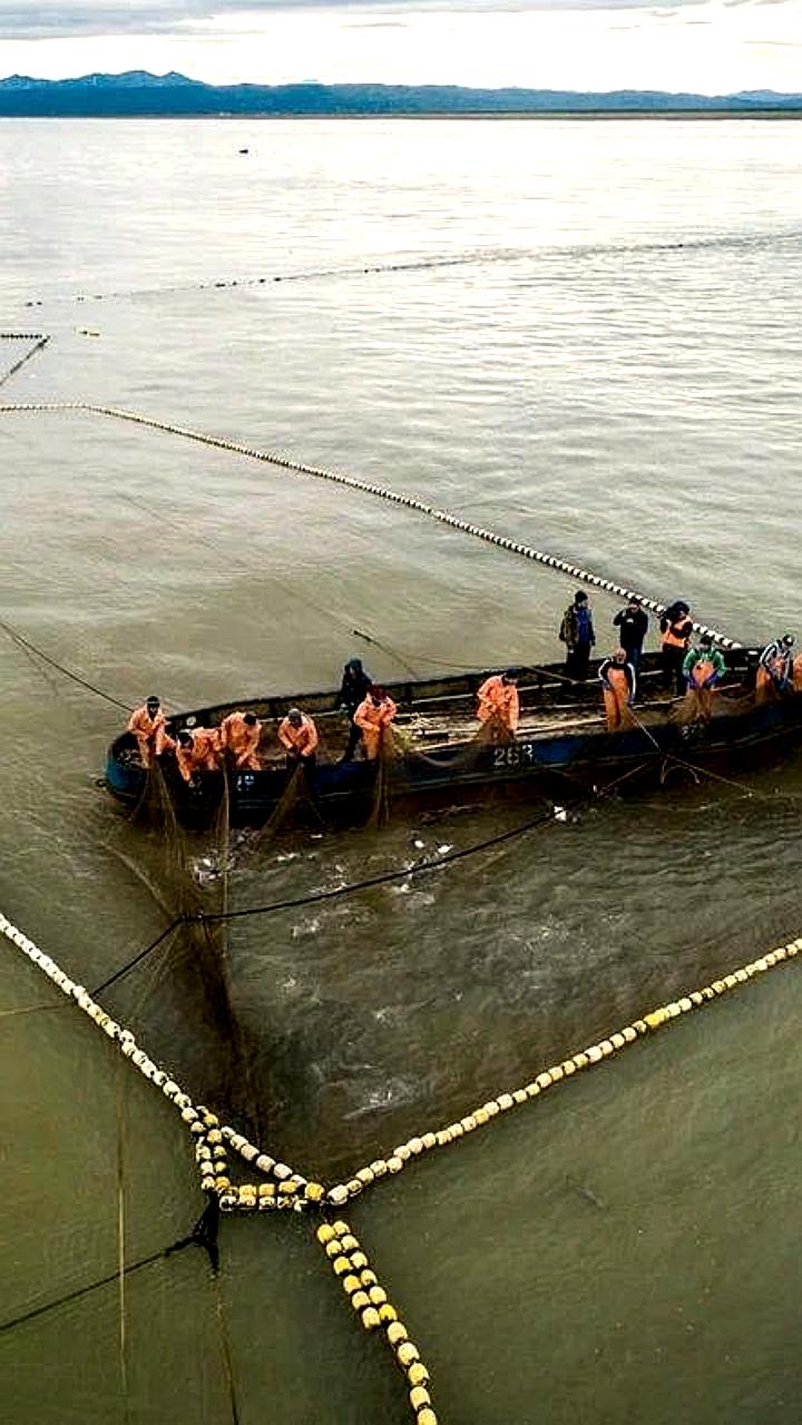 Россия увеличила вылов тихоокеанских лососей до 335,5 тыс. тонн