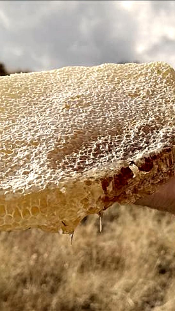 Каракованский мед из Турции стал самым дорогим в мире на благотворительном аукционе