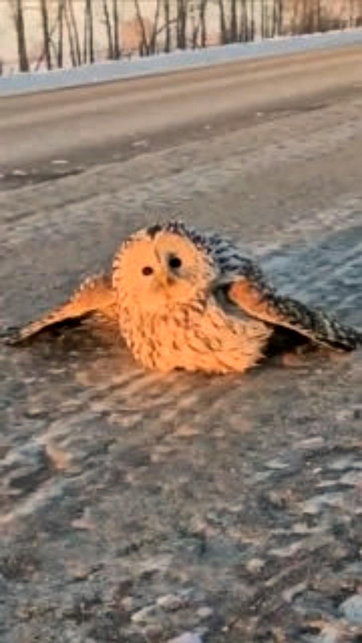 Спасение травмированных птиц: чайка в Петербурге и совы под Новосибирском