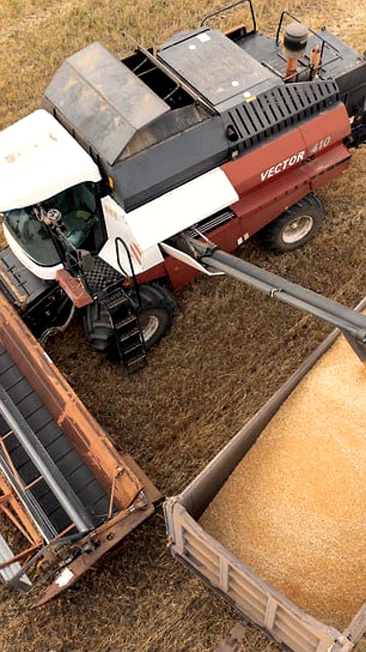 Татарстан планирует собрать 4,3 млн тонн зерна к 2026 году