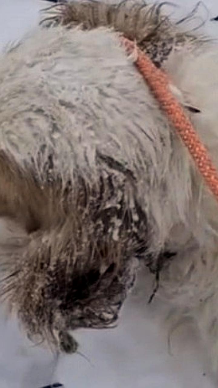 Скандал с выброшенными собаками в Псковской области: действия Светланы Удовенко под следствием