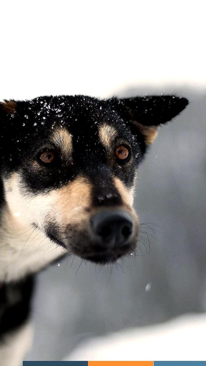 Госдума одобрила законопроект об увеличении штрафов за нападения домашних животных