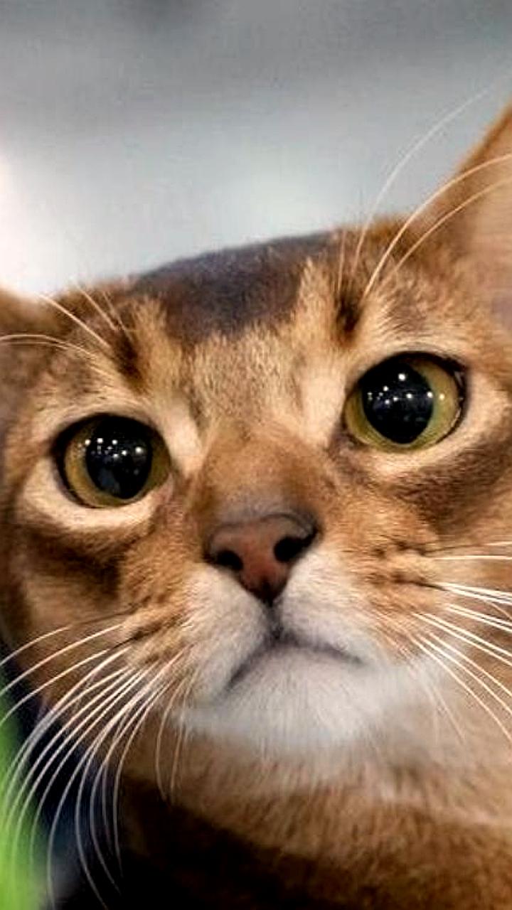 Абиссинский кот из России стал лидером рейтинга Всемирной федерации кошек за 2025 год