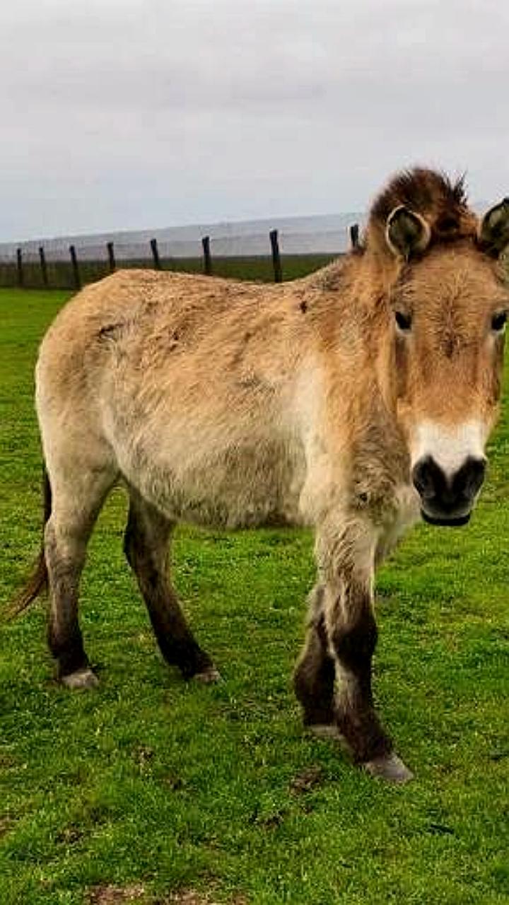 Лошадь Пржевальского Ветвь из заповедника Аскания Нова отметила 38 лет