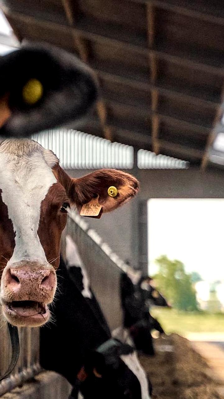 В Беларуси стартует развитие мясной отрасли: новые комплексы по откорму бычков