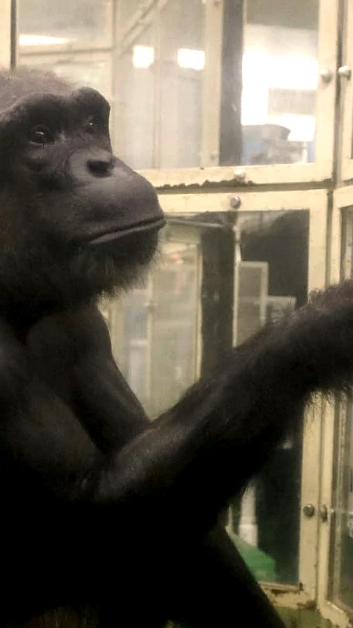 Умерла 49-летняя шимпанзе Ай, известная своими навыками в рисовании и счете