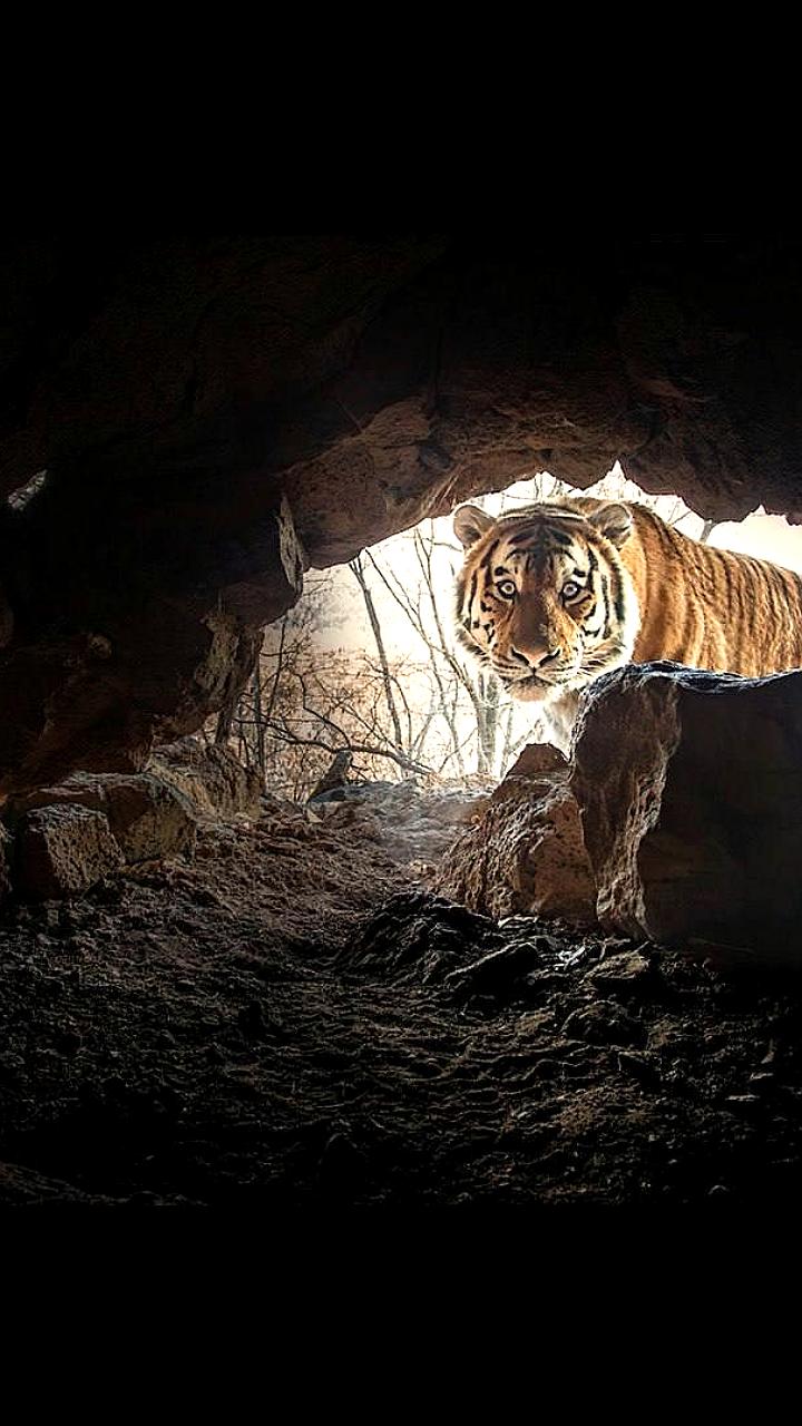 Фотограф запечатлел удивленного амурского тигра в Приморье