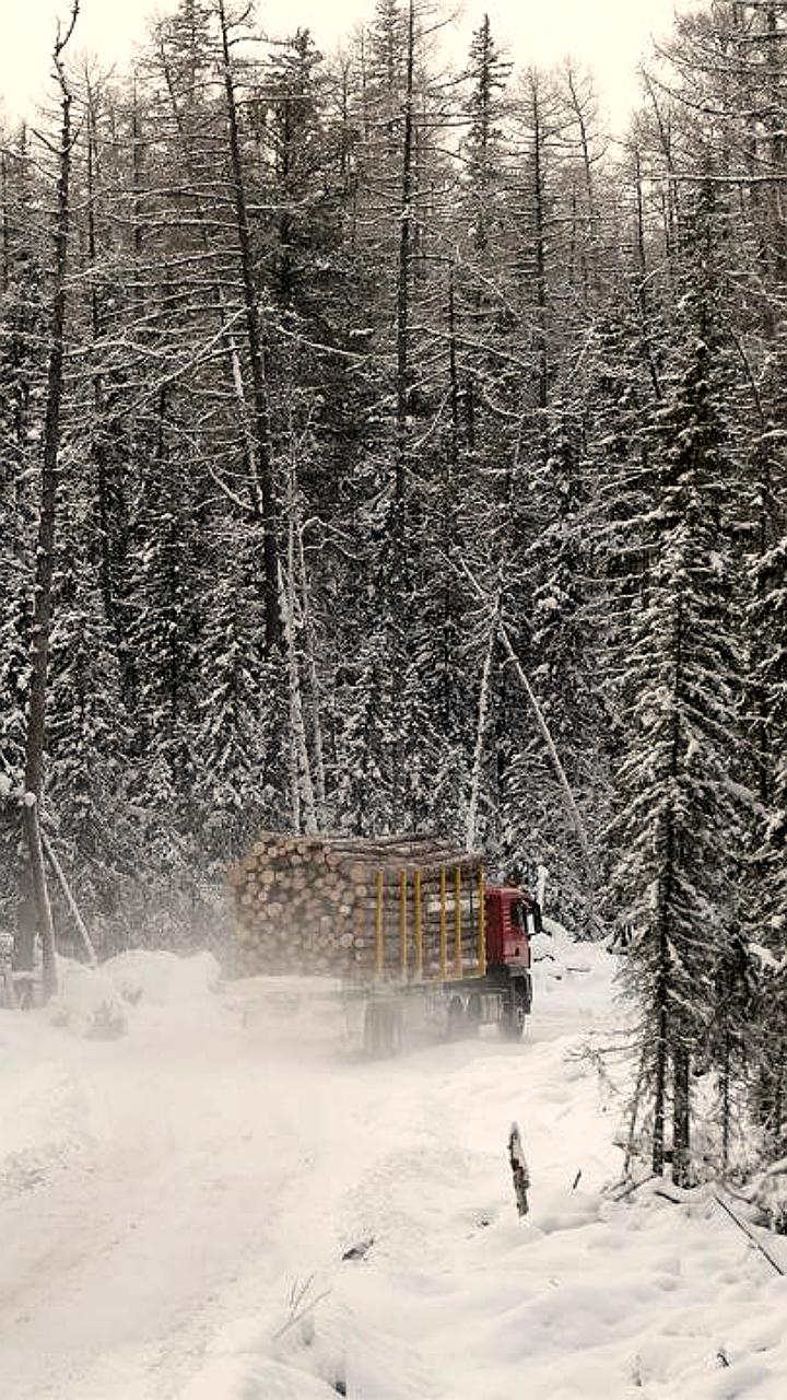 Минприроды предлагает разделение лесных дорог для улучшения доступа