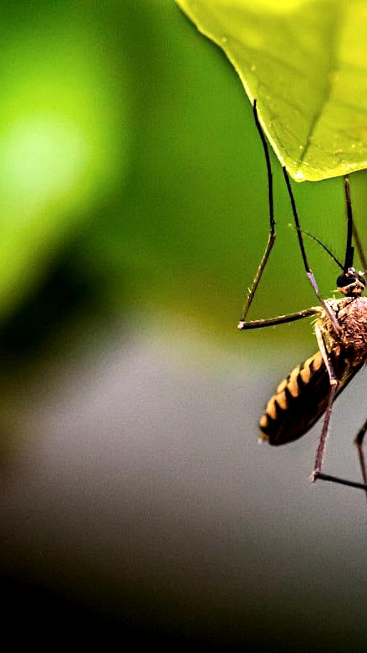 Роспотребнадзор предупреждает о рисках инфекций на Кубе в 2026 году