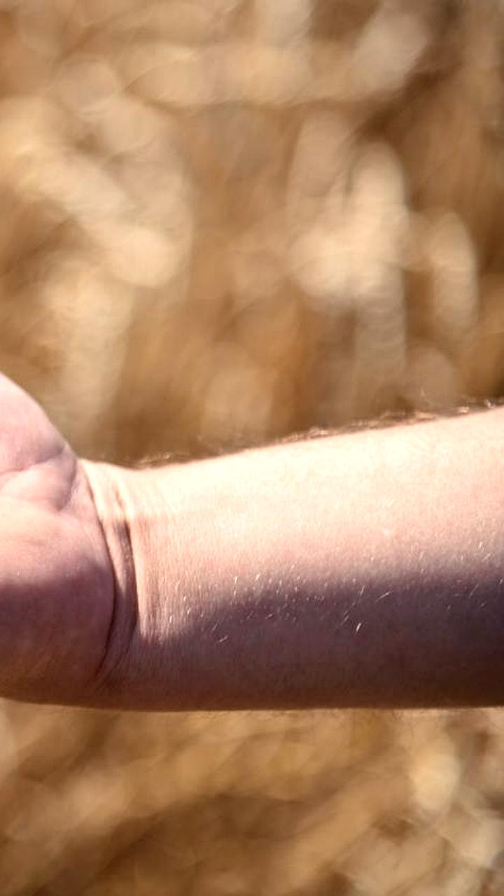 Ставрополье усиливает поддержку аграриев для достижения рекордного урожая