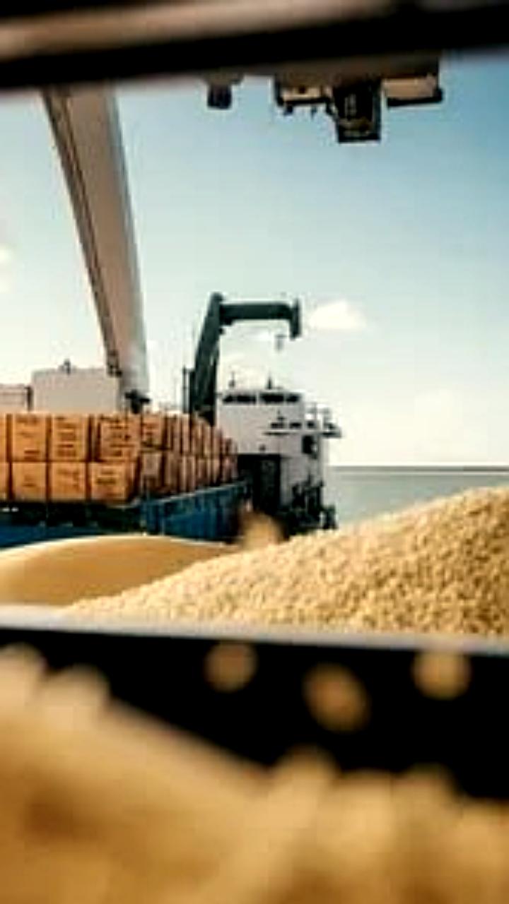 Экспорт зерна из России в первой половине сельхозгода снизился на 17,6%