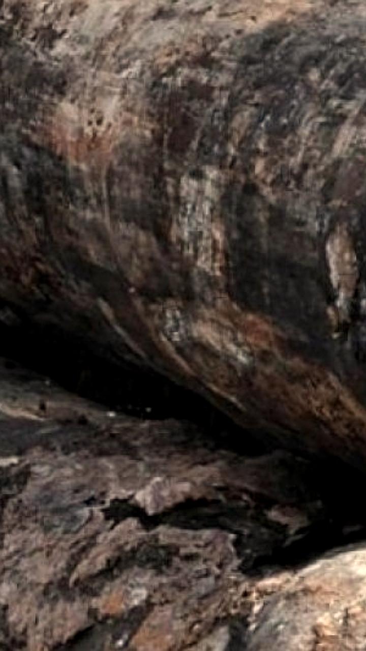 Трагический инцидент в ЕАО: житель поселка Известковый погиб при незаконной рубке леса