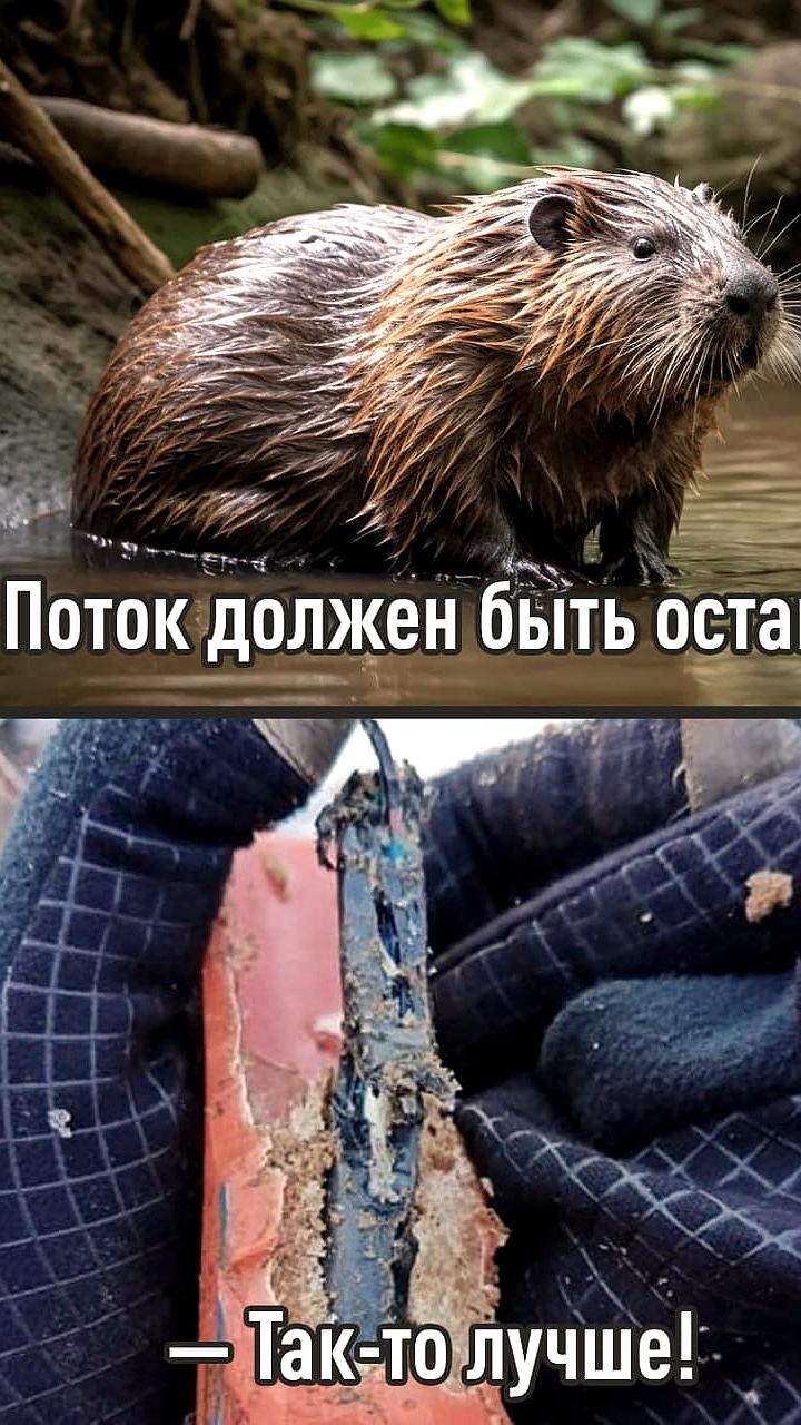 Бобры повредили кабель связи в Архангельской области, угрожая 13 тысячам абонентов