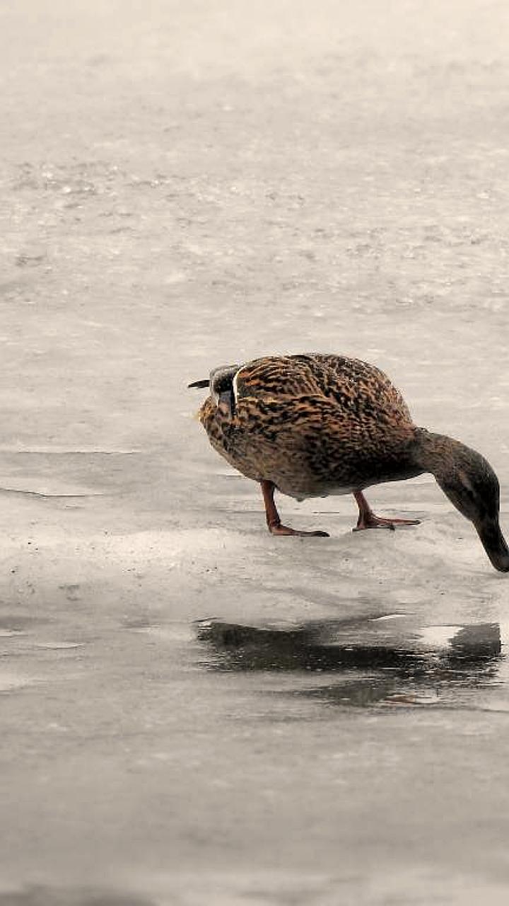 В России стартует общероссийский учет зимующих водоплавающих птиц