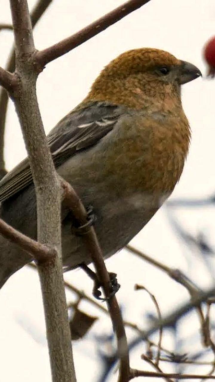 В Нижнем Новгороде и Чебоксарах зафиксированы щуры — редкие птицы для региона